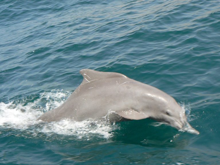 Al Mabela in Seeb, Muscat